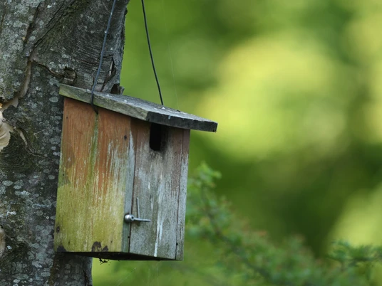 730100 Nistkasten Christine Jutz DSC 3626