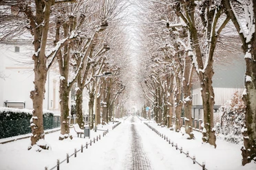Einbeck im Winter, Schnee Baumallee im Winter, verschneiter Weg mit kahlen Ästen und ruhiger Atmosphäre in der Stadt.