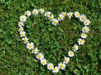 daisy-6349024 daisy-6349024