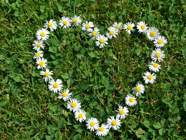 daisy-6349024 daisy-6349024