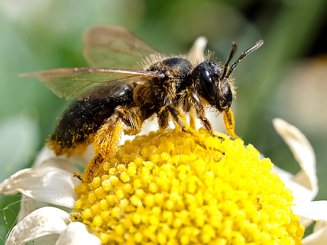 Wildbiene an Blume Wildbiene an Blume