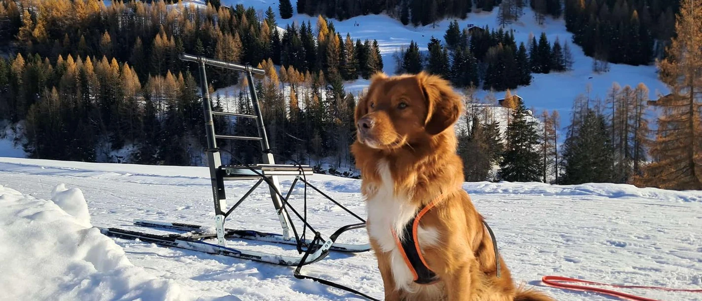 Hundebetreuung in Fiesch in der Aletsch Arena