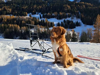 Hundebetreuung in Fiesch in der Aletsch Arena Hundebetreuung in Fiesch in der Aletsch Arena