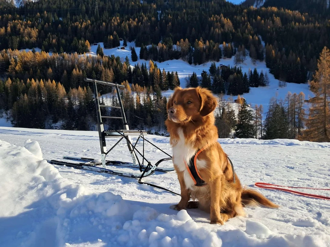 Hundebetreuung in Fiesch in der Aletsch Arena Hundebetreuung in Fiesch in der Aletsch Arena