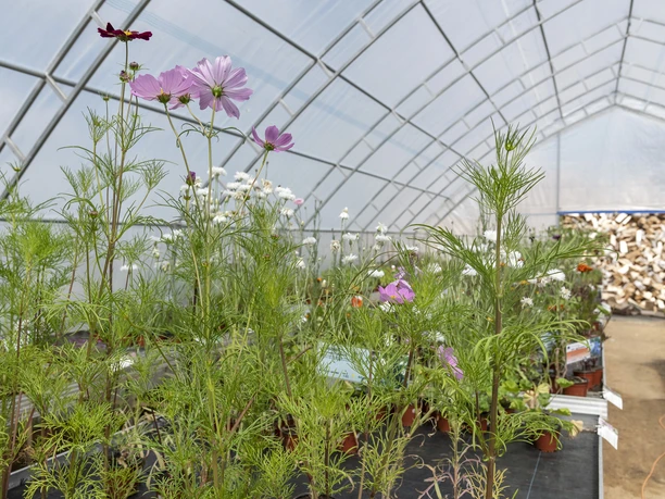 Hof an den Teichen, Gewächshaus Hof an den Teichen, Gewächshaus