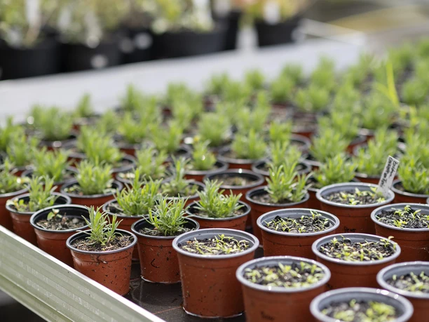 Hof an den Teichen, Gewächshaus Hof an den Teichen, Gewächshaus