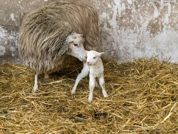 Hof an den Teichen, Weiße Hornlose Heidschnucke mit Lamm Hof an den Teichen, Weiße Hornlose Heidschnucke mit Lamm