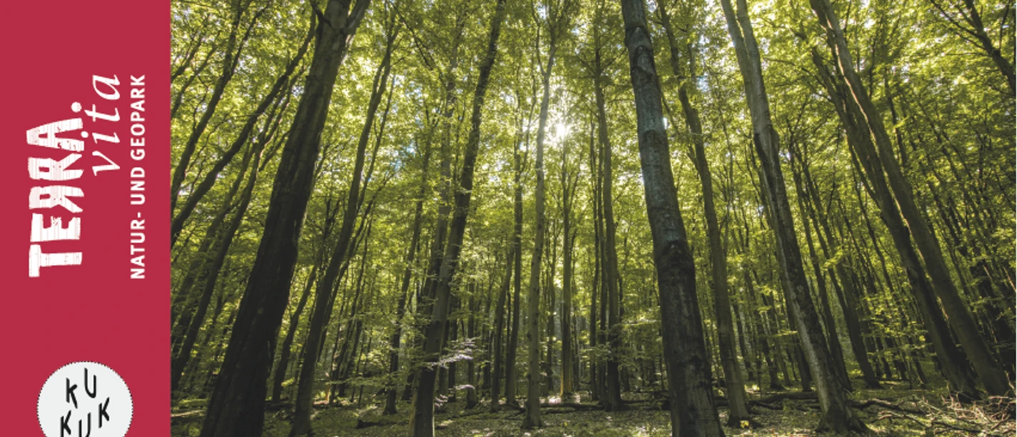 Teutoburger Wald-Über das geheime Leben der Bäume