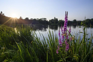 Noswendeler See