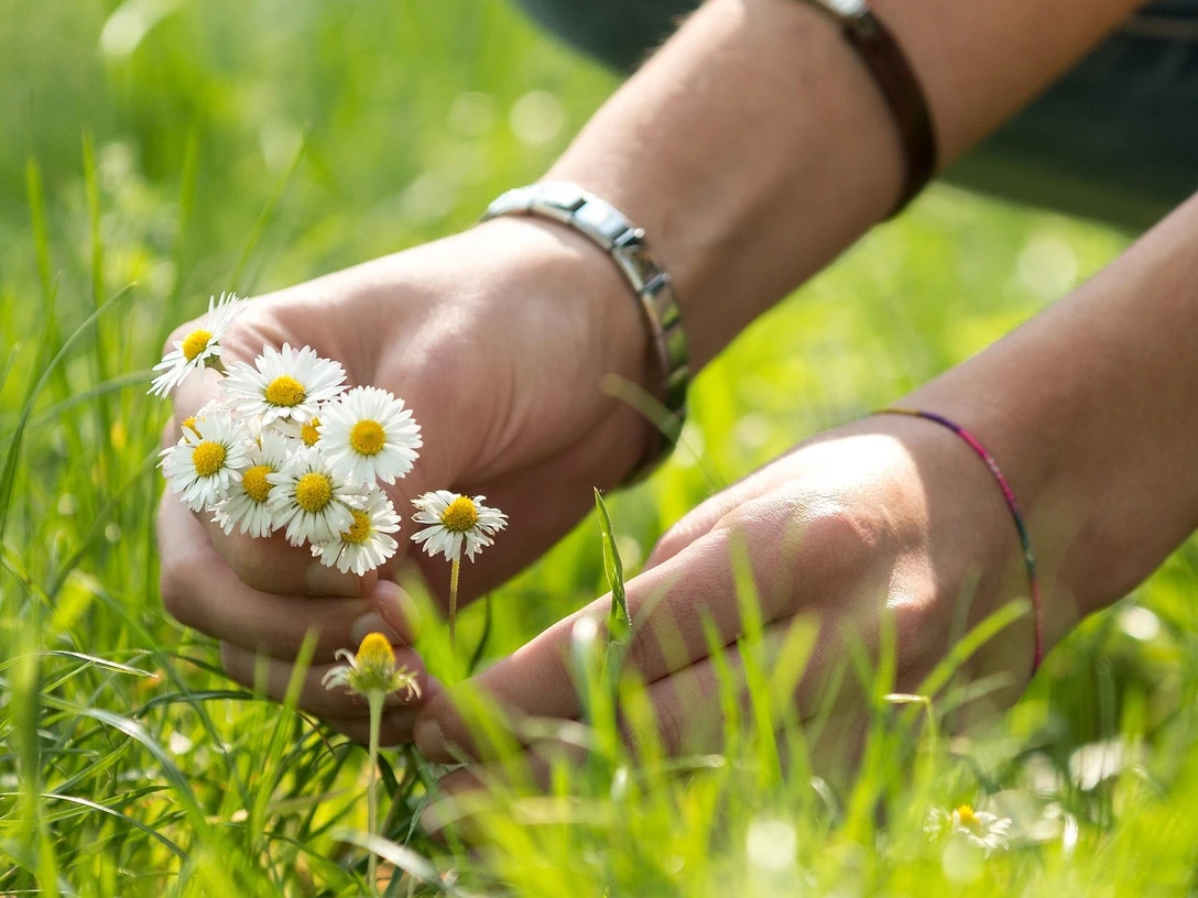 Naturea Gänseblümchen Luthern Willisau