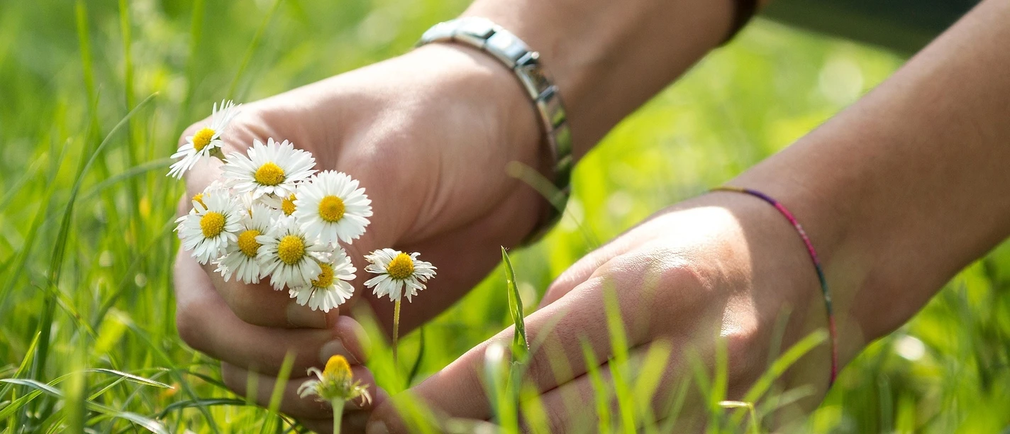 Naturea Gänseblümchen Luthern Willisau
