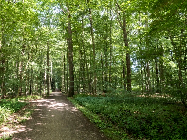 Stadtwald Neumünster