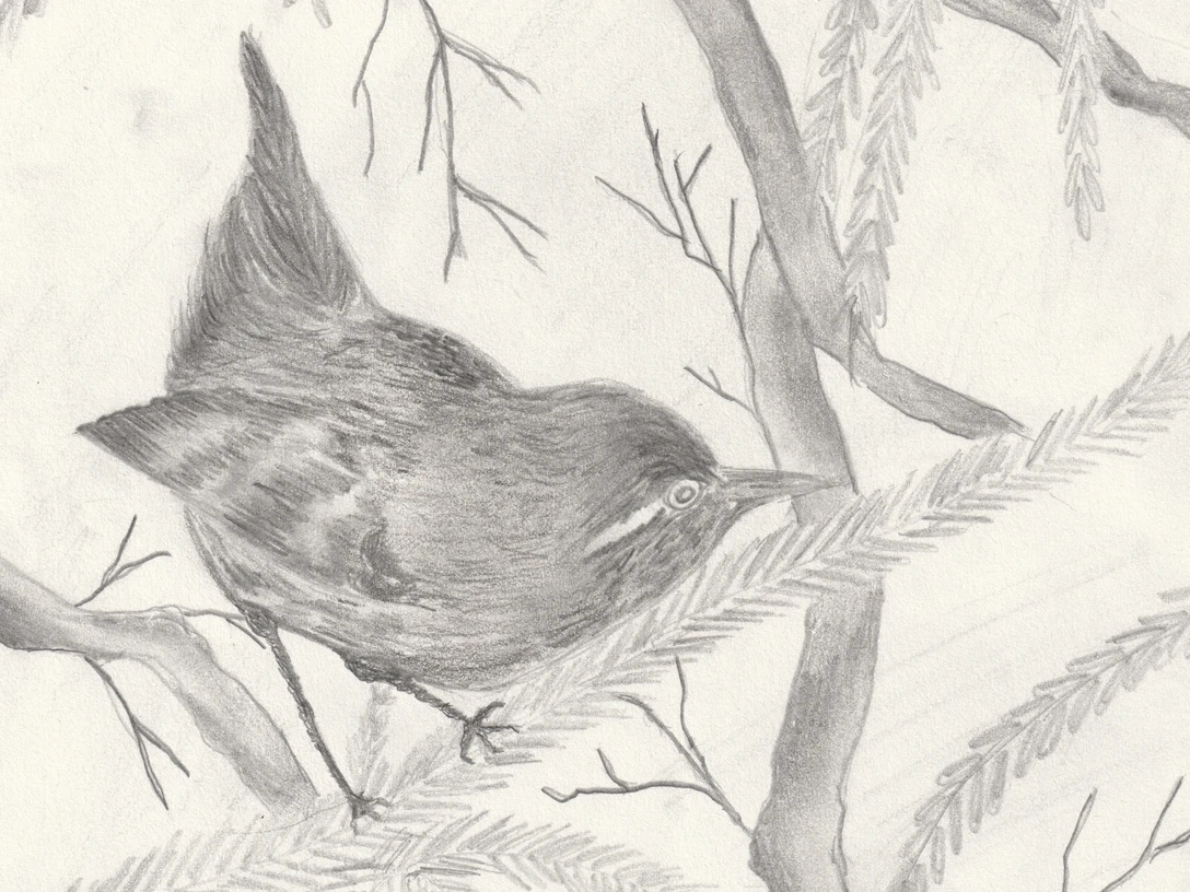 Der Weg des Zaunkönig _ 1 _ Mein Freund im Wald _ Feline (003).jpg