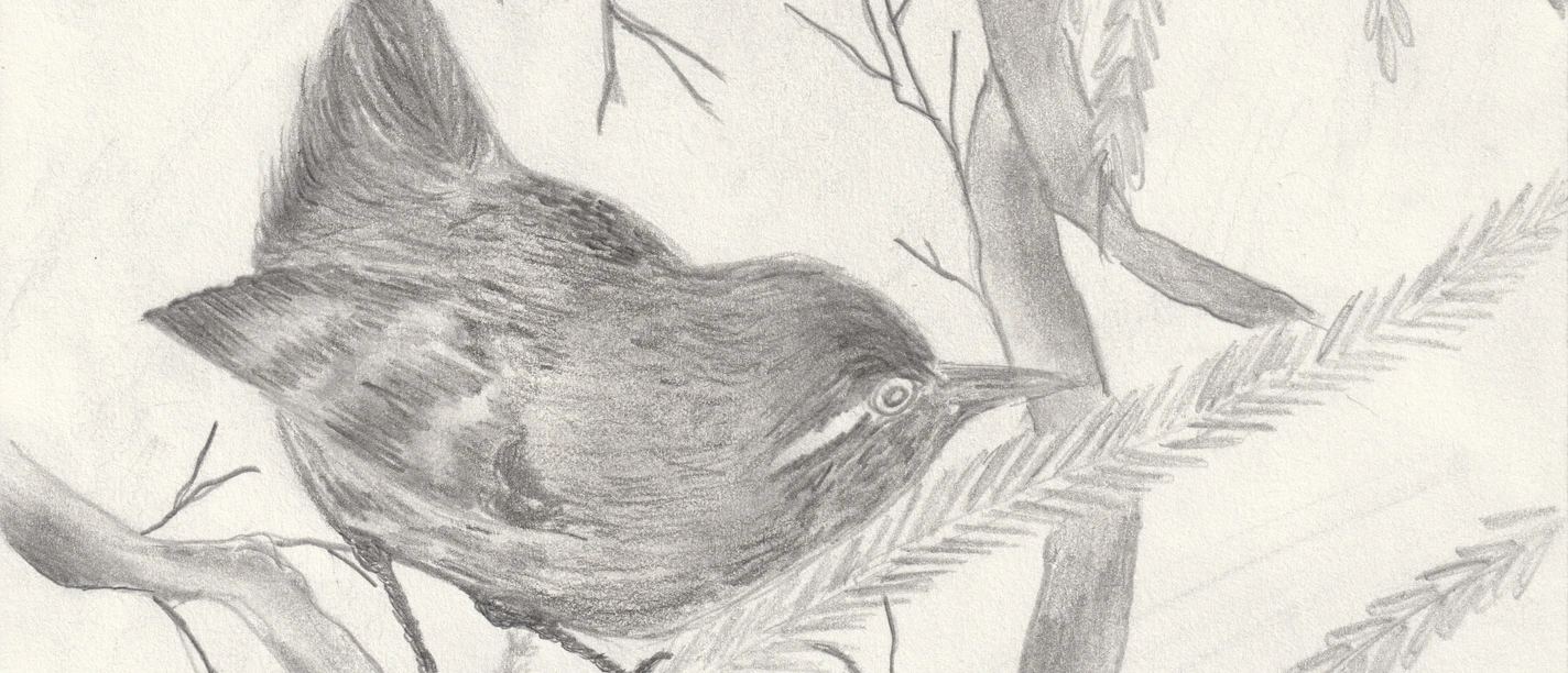 Der Weg des Zaunkönig _ 1 _ Mein Freund im Wald _ Feline (003).jpg