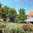 Blühender Rosengarten mit Fachwerkhäusern, Pavillon und alten Bäumen im Kurpark Salzgitter-Bad.