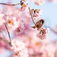 cherry-blossom-6068004-1920.jpg