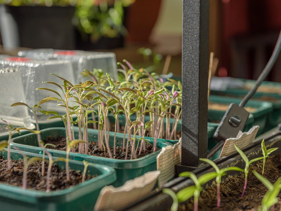 Gemüseanzucht_Pixabay.jpg Keimlinge wachsen in grünen Pflanzschalen auf dunkler Erde unter warmem Licht heran.