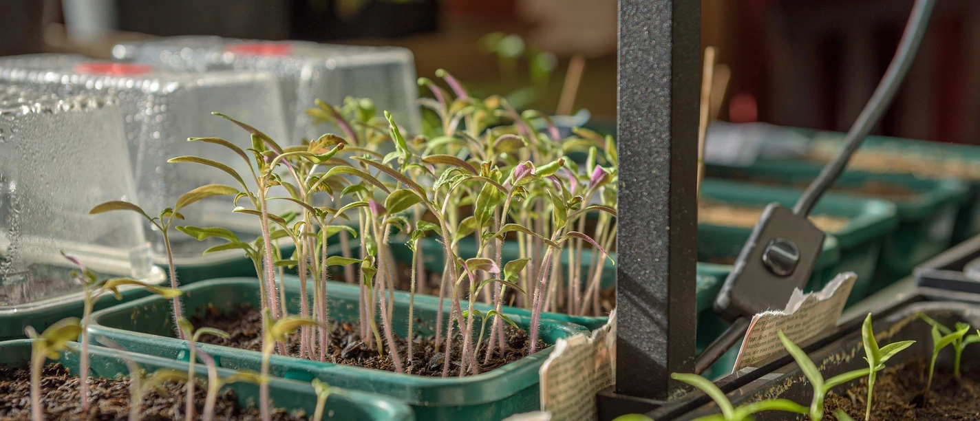 Gemüseanzucht_Pixabay.jpg Keimlinge wachsen in grünen Pflanzschalen auf dunkler Erde unter warmem Licht heran.