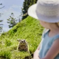 La marmotte sur le Stanserhorn