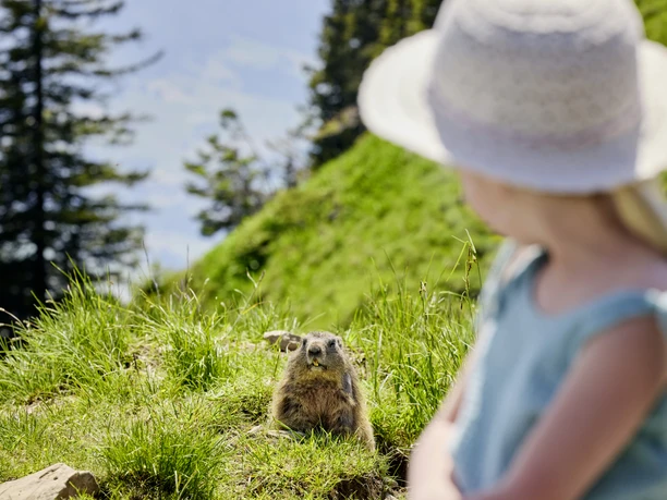 La marmotte sur le Stanserhorn