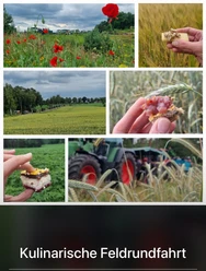 Feldrundfahrt.jpg Traktoren fahren durch Felder mit Mohnblumen und Getreide, Teilnehmende genießen regionale Kostproben.