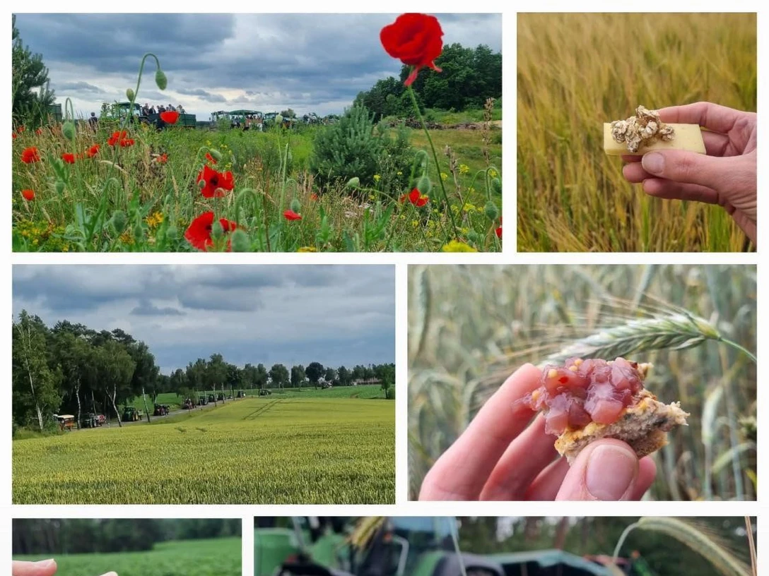 Feldrundfahrt.jpg Traktoren fahren durch Felder mit Mohnblumen und Getreide, Teilnehmende genießen regionale Kostproben.