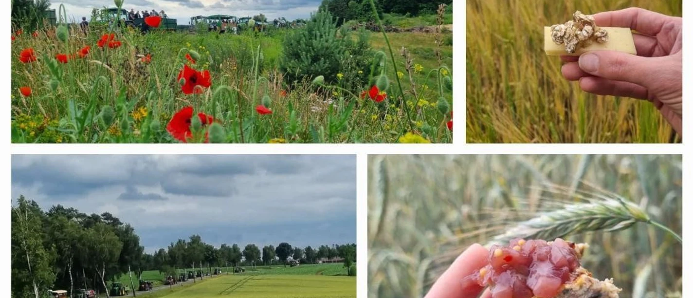 Feldrundfahrt.jpg Traktoren fahren durch Felder mit Mohnblumen und Getreide, Teilnehmende genießen regionale Kostproben.