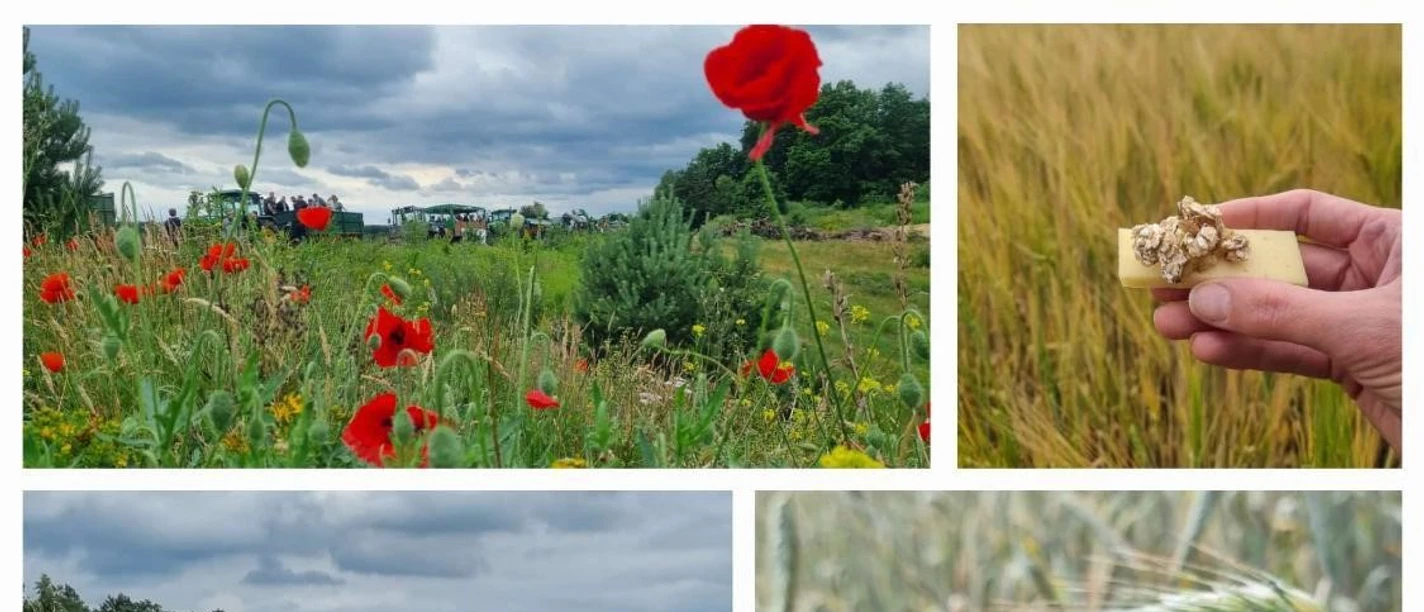 Feldrundfahrt.jpg Traktoren fahren durch Felder mit Mohnblumen und Getreide, Teilnehmende genießen regionale Kostproben.