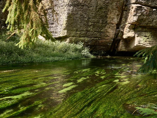Klamm Wasserlauf an Sandsteinfelsen, im Vordergrund grüne Wasserpflanzen.