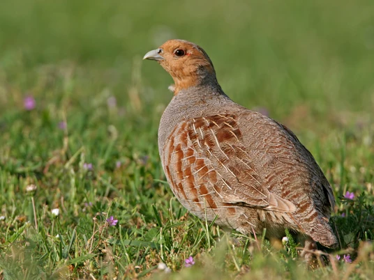 Rebhuhn_ Mathias Schäf_5.jpg