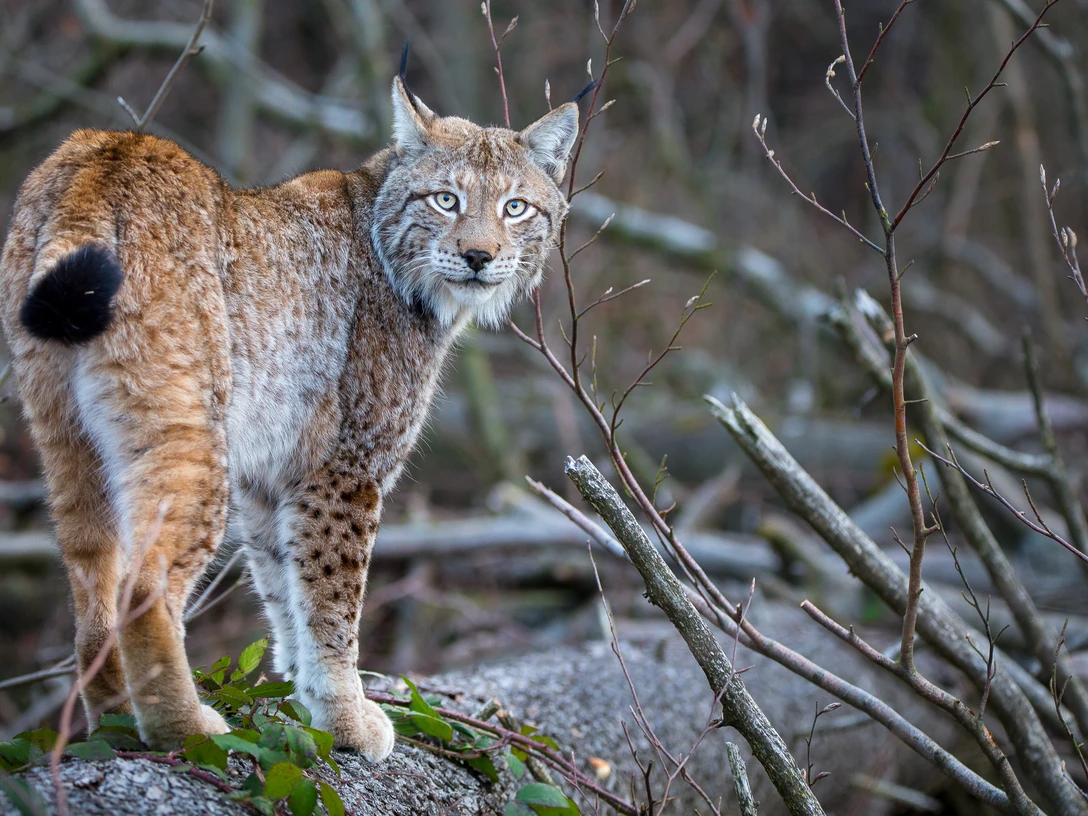 Bild_Luchs_Ole Anders_M14_20210324 A2.jpg