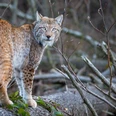 Bild_Luchs_Ole Anders_M14_20210324 A2.jpg