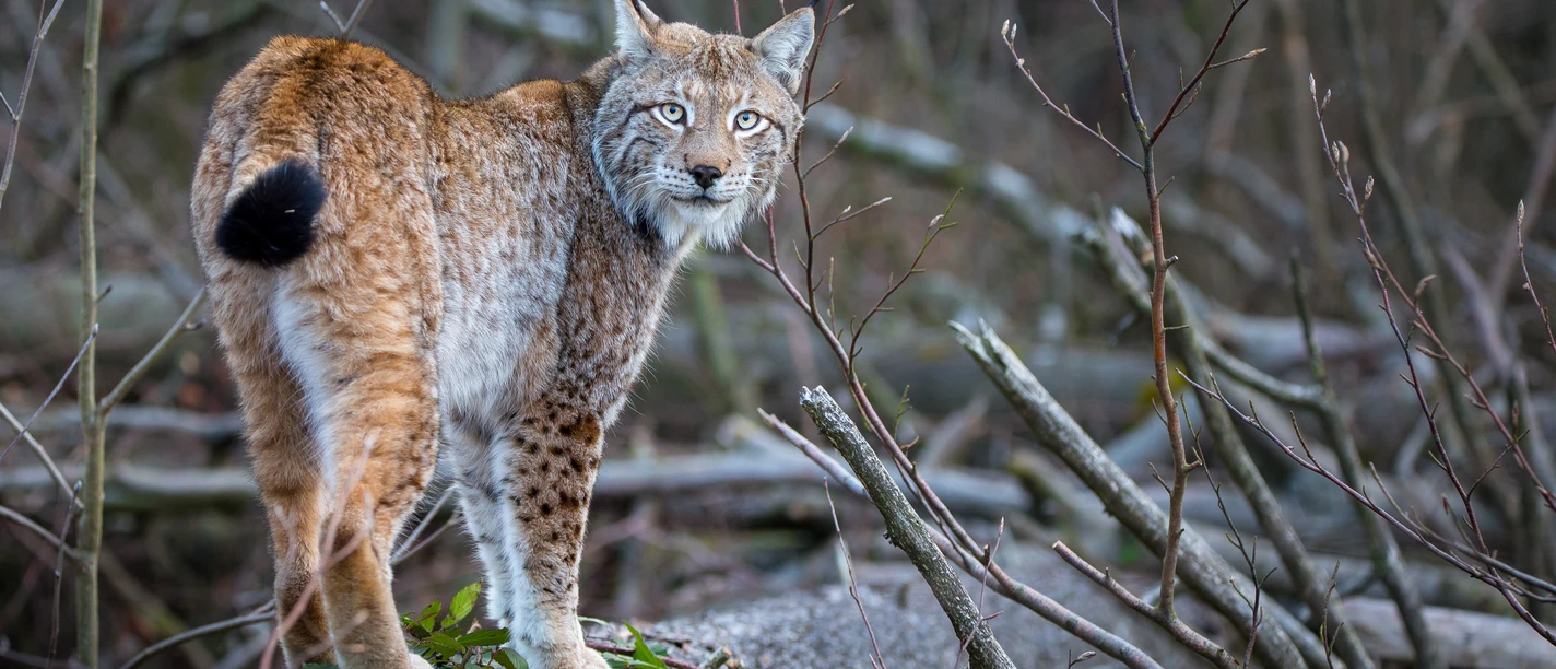 Bild_Luchs_Ole Anders_M14_20210324 A2.jpg