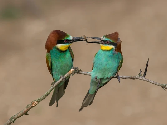 Bienenfresser (c) Burkhardt Marcel