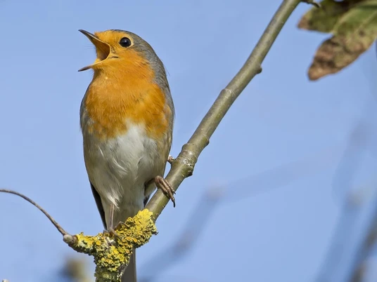 Vogelgesang © Marcel Burkhardt