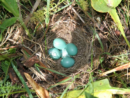 Nest mit Eiern (c) Gavino Strebel