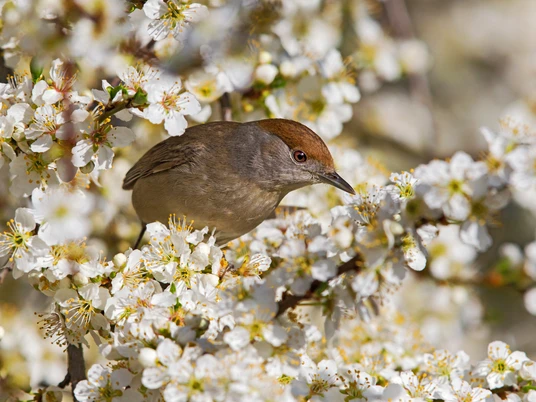 Mönchsgrasmücke (c) Schäf Mathias