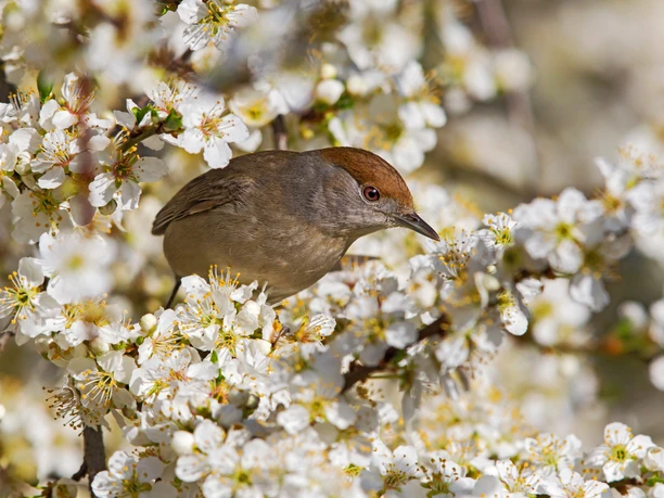 Mönchsgrasmücke (c) Schäf Mathias
