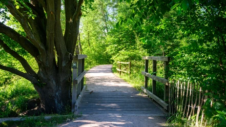 Sonnenbeschienener Wanderweg mit Holzbrücke durch grünen Wald am Heidschnuckenweg bei Bispingen.
