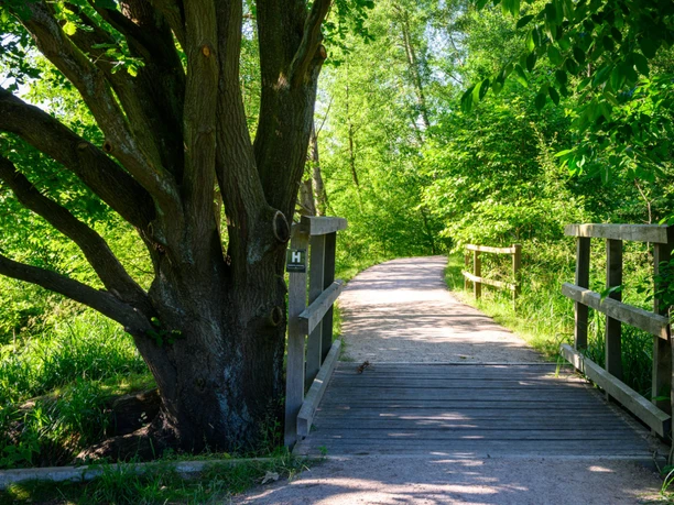 Sonnenbeschienener Wanderweg mit Holzbrücke durch grünen Wald am Heidschnuckenweg bei Bispingen.