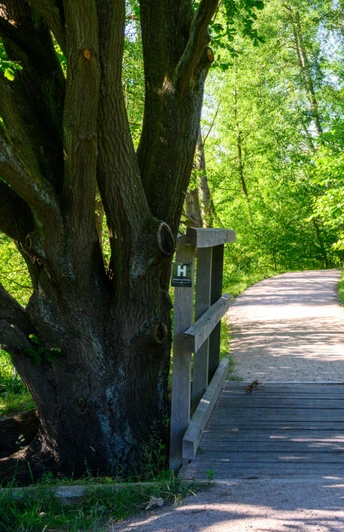 Heidschnuckenweg-Bispingen-Soltau.jpg Sonnenbeschienener Wanderweg mit Holzbrücke durch grünen Wald am Heidschnuckenweg bei Bispingen.