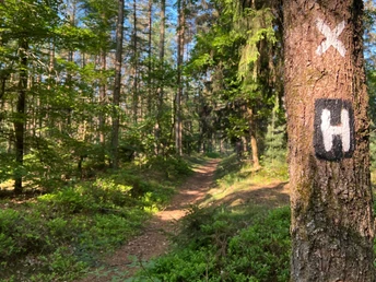 Heidschnuckenweg-Bispingen-Soltau-Luhequelle.jpg Sonnenbeschienener Waldweg mit Wanderzeichen des Heidschnuckenwegs an einem Baumstamm.
