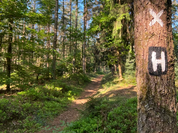 Heidschnuckenweg-Bispingen-Soltau-Luhequelle.jpg Sonnenbeschienener Waldweg mit Wanderzeichen des Heidschnuckenwegs an einem Baumstamm.