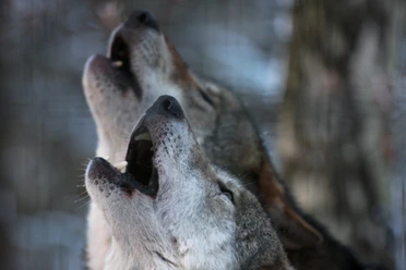 Nachtwanderung_Wölfe im Wildpark Schwarze Berge.JPG