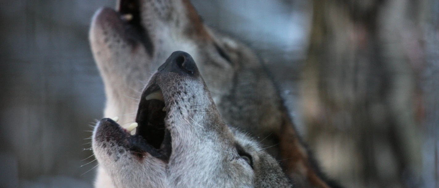 Nachtwanderung_Wölfe im Wildpark Schwarze Berge.JPG