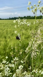 Wiese