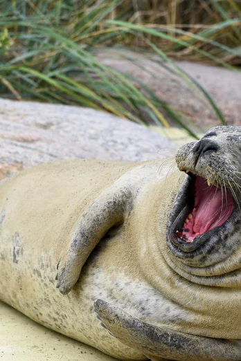Seehund in der Seehundstation Friedrichskoog