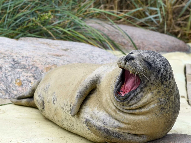 Seehund in der Seehundstation Friedrichskoog