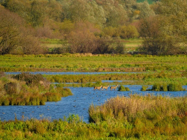 Leinepolder Salzderhelden