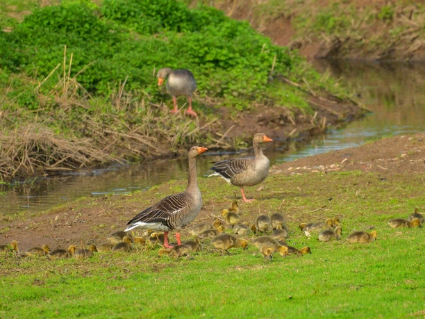 1Leinepolder Graugänse